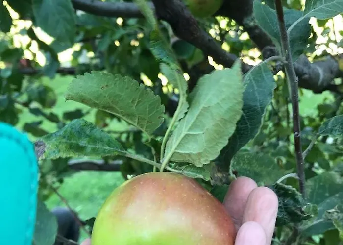 Σαλέ Sanmari_forest